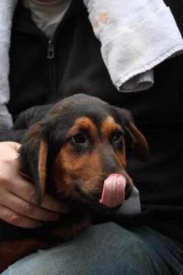 Kimbo, Mischling Welpen - Rüde