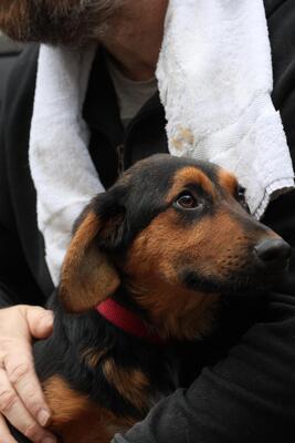 Kimbo, Mischling Welpen - Rüde