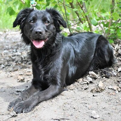 😍 Kimbo würde sich freuen, bald eine eigene Familie zu finden, die Spaß daran hat, einen jungen, aktiven Hund aufzuziehen🌺, Mischling Welpen - Rüde