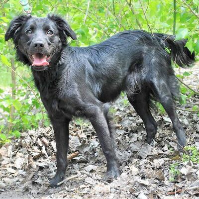😍 Kimbo würde sich freuen, bald eine eigene Familie zu finden, die Spaß daran hat, einen jungen, aktiven Hund aufzuziehen🌺, Mischling Welpen - Rüde