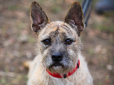 Kimbra, Mischling (West Highland Terrier,französische Bulldogge?) - Hündin