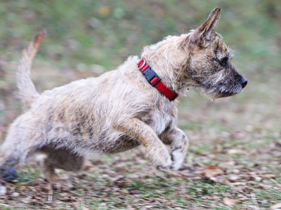 Kimbra, Mischling (West Highland Terrier,französische Bulldogge?) - Hündin