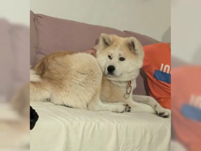 Kimo, Akita Inu Welpen - Rüde