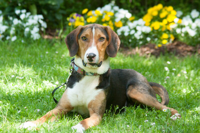 Kimo, Beagle-Mix - Rüde