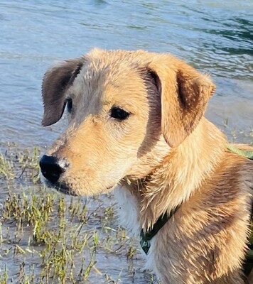 Kimo, Mischling - Rüde