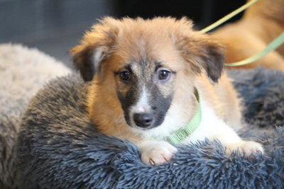 Kindo, Mischling Welpen - Rüde