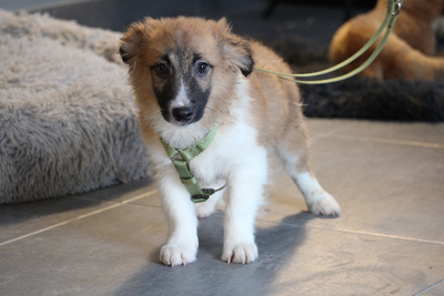 Kindo, Mischling Welpen - Rüde