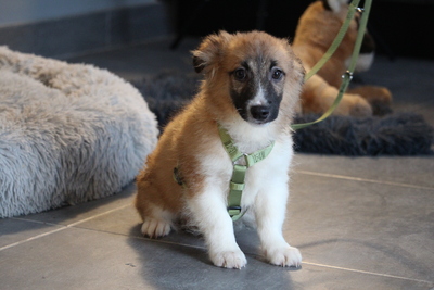 Kindo, Mischling Welpen - Rüde