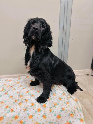 Kinzee - auf Pflegestelle, Cocker-Spaniel-Mischling - Hündin