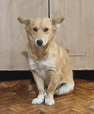 Kipekee, Mix - Hündin