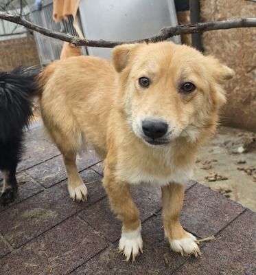 Kipekee, Mix - Hündin