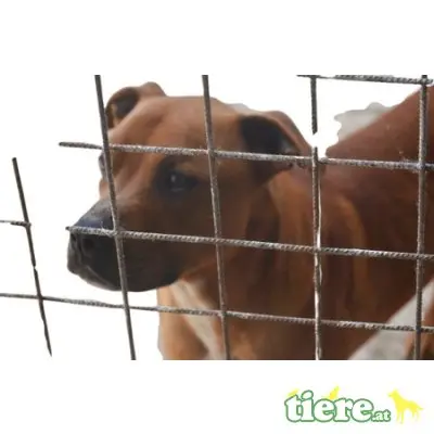 Király  50 cm - NOTFALL!, Staff - Mix - Rüde