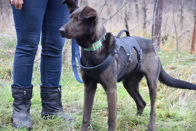 Kira - Aktive Junghündin, ca. 1 Jahr/56cm, Mischling - Hündin