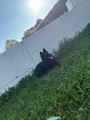 Kira, Alt Deutscher Schäferhund Welpen - Hündin