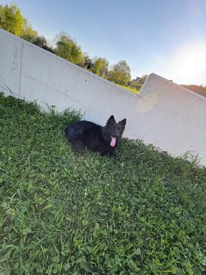 Kira, Alt Deutscher Schäferhund Welpen - Hündin