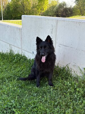 Kira, Alt Deutscher Schäferhund Welpen - Hündin