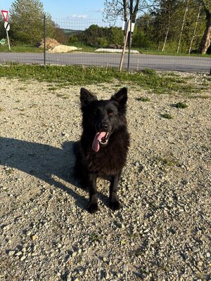 Kira, Alt Deutscher Schäferhund Welpen - Hündin