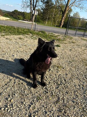 Kira, Alt Deutscher Schäferhund Welpen - Hündin