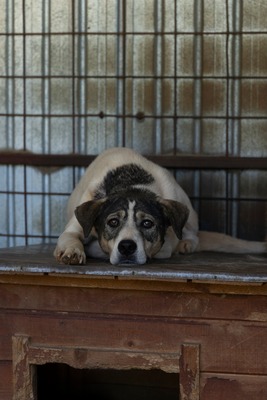 🤍 Kira – Eine beeindruckende Hündin mit Herz und Charakter