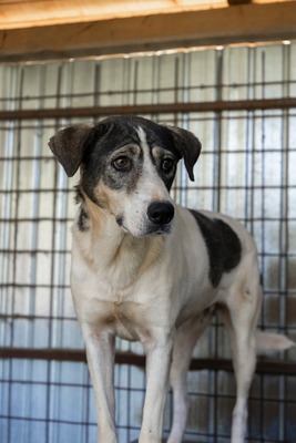 🤍 Kira – Eine beeindruckende Hündin mit Herz und Charakter, Mischling - Hündin