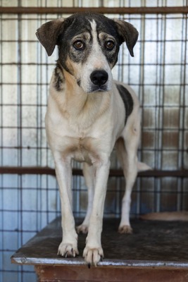 🤍 Kira – Eine beeindruckende Hündin mit Herz und Charakter, Mischling - Hündin