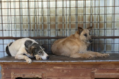 🤍 Kira – Eine beeindruckende Hündin mit Herz und Charakter, Mischling - Hündin