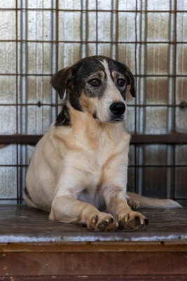 🤍 Kira – Eine beeindruckende Hündin mit Herz und Charakter, Mischling - Hündin
