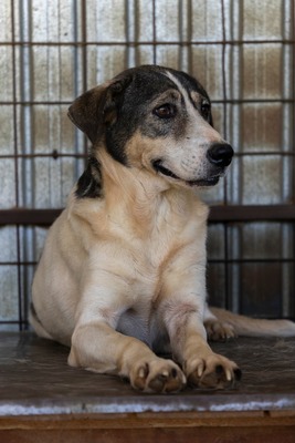 🤍 Kira – Eine beeindruckende Hündin mit Herz und Charakter, Mischling - Hündin