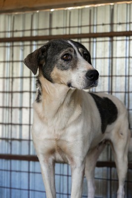 🤍 Kira – Eine beeindruckende Hündin mit Herz und Charakter, Mischling - Hündin