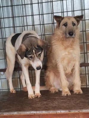 🤍 Kira – Eine beeindruckende Hündin mit Herz und Charakter, Mischling - Hündin