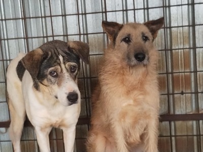 🤍 Kira – Eine beeindruckende Hündin mit Herz und Charakter, Mischling - Hündin