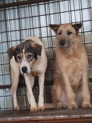 🤍 Kira – Eine beeindruckende Hündin mit Herz und Charakter, Mischling - Hündin