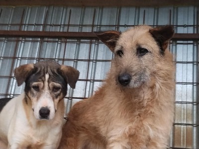 🤍 Kira – Eine beeindruckende Hündin mit Herz und Charakter, Mischling - Hündin