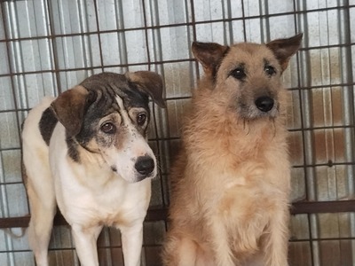 🤍 Kira – Eine beeindruckende Hündin mit Herz und Charakter, Mischling - Hündin