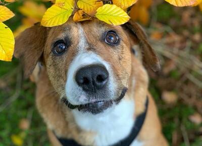 Kira - Liebevolle Traumhündin, ca. 4 Jahre/60cm, Mischling - Hündin