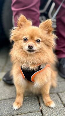 Kira, Mischling - Hündin