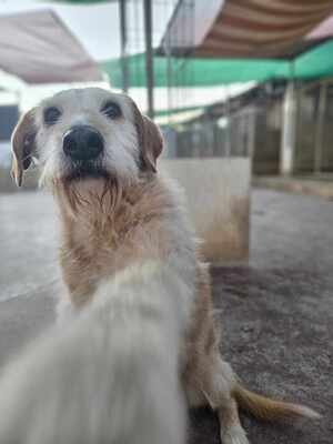 Kira, Mischling - Hündin