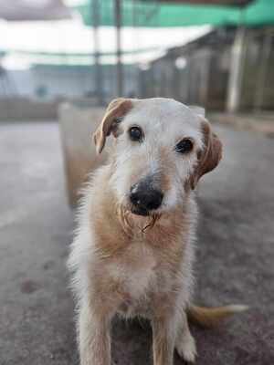 Kira, Mischling - Hündin