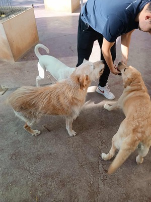 Kira, Mischling - Hündin