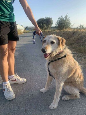 Kira, Mischling - Hündin