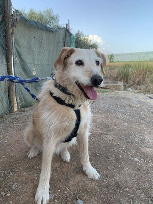 Kira, Mischling - Hündin