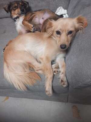 Kira, Mischling - Hündin