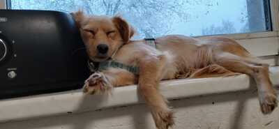 Kira, Mischling - Hündin