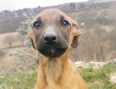 Kira, Mischling Welpen - Hündin