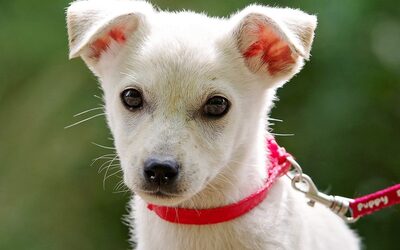 Kira, Mischling Welpen - Hündin