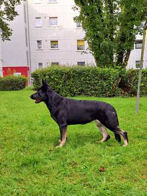 Kira, Osteuropäischer Schäferhund Welpen - Hündin