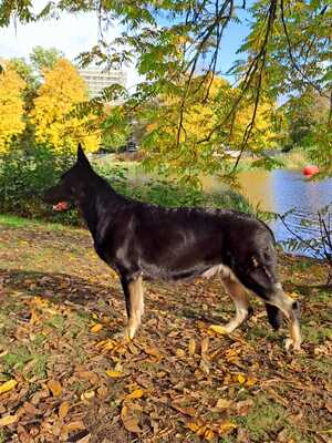 Kira, Osteuropäischer Schäferhund Welpen - Hündin