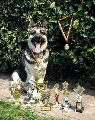 Kira, Osteuropäischer Schäferhund Welpen - Hündin