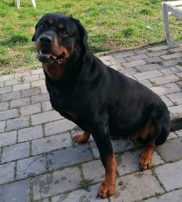 Kira, Rottweiler - Hündin