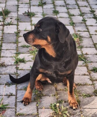 Kira, Rottweiler - Hündin